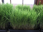 Wheat grass