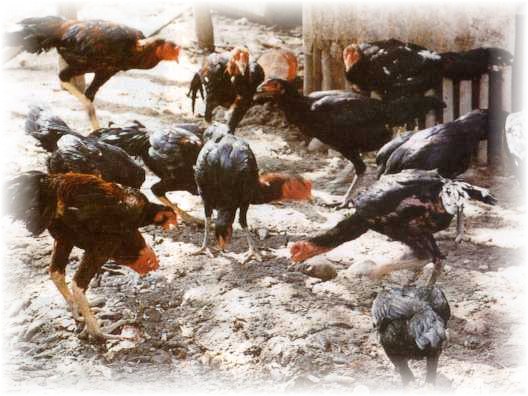 Pembiakan Ayam Bangkok Pembiakan Ayam Bangkok