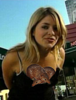 [holly_willoughby_bandicoots.jpg]