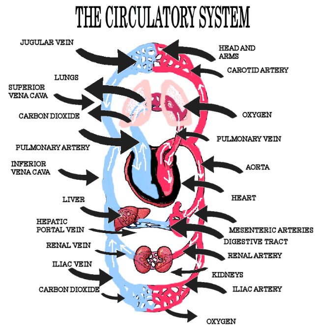 circulatory system diagram for kids. simple circulatory system