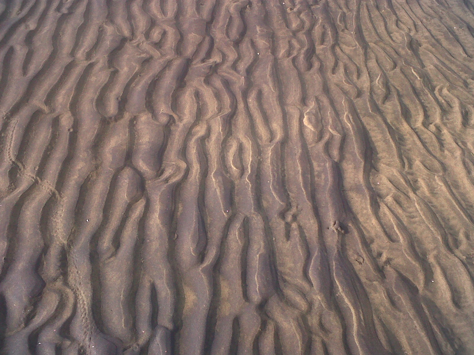 Mangroves In Pichavaram