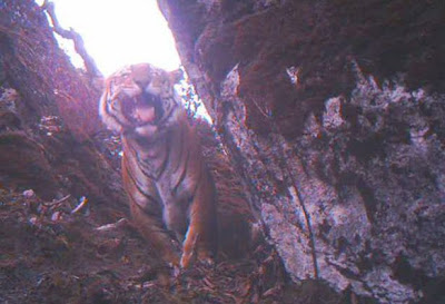 BBC cameras capture rare glimpse of mountain tigers bhutan