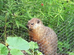 Goobers the Groundhog