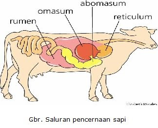 Informasi Paling Update Dari Dunia Kesehatan Ruminansia Dan