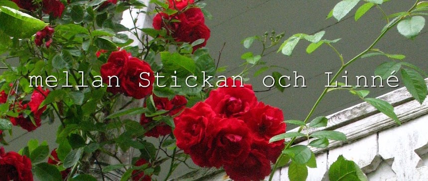 mellan Stickan och Linné