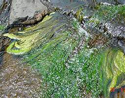 [periphyton.jpg]