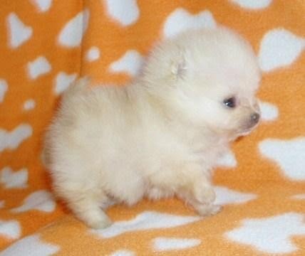 Tiny Pomeranian Puppies