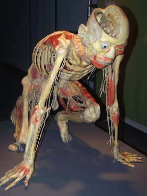 .CUERPO HUMANO: VISITA LA EXPOSICION: EL CUERPO HUMANO: REAL Y EL