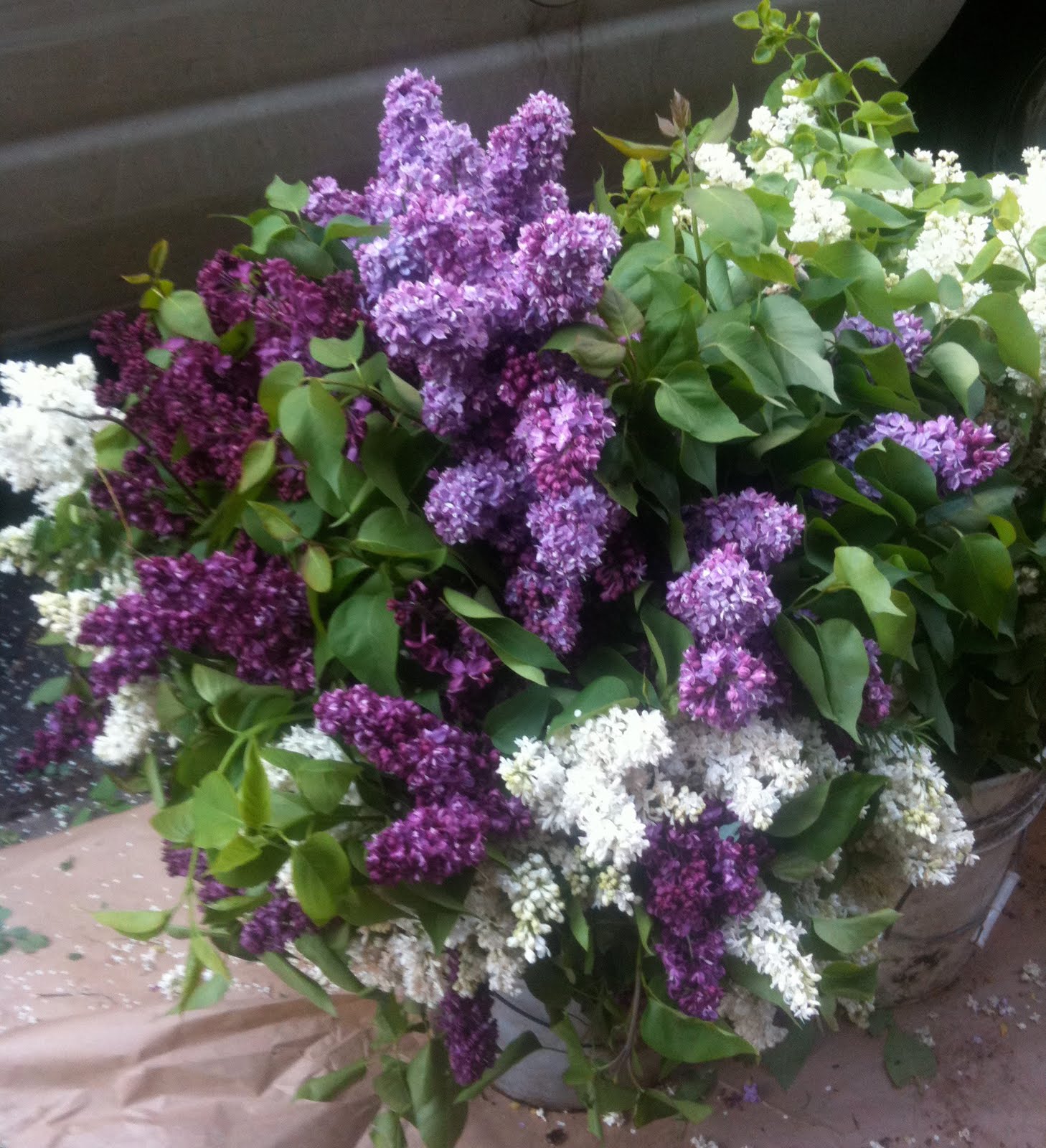 Tammy Golson Events How to revive dead lilacs?