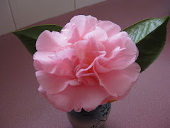 My  beautiful camellia