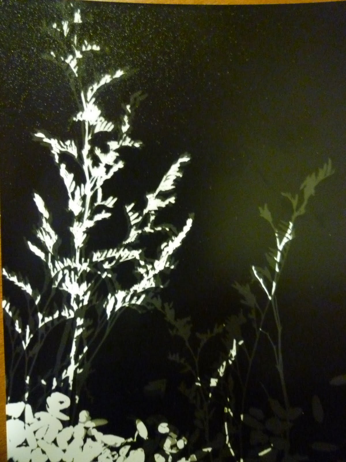 Paloma Villoria MIS PRIMEROS FOTOGRAMAS