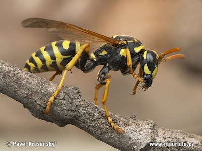 كيف تتعاملي مع لسعات الحشرات Wasp+pic+for+blog