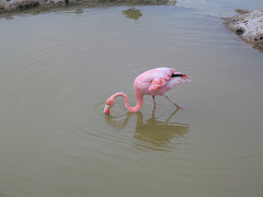 Bobmarla's Flamingo
