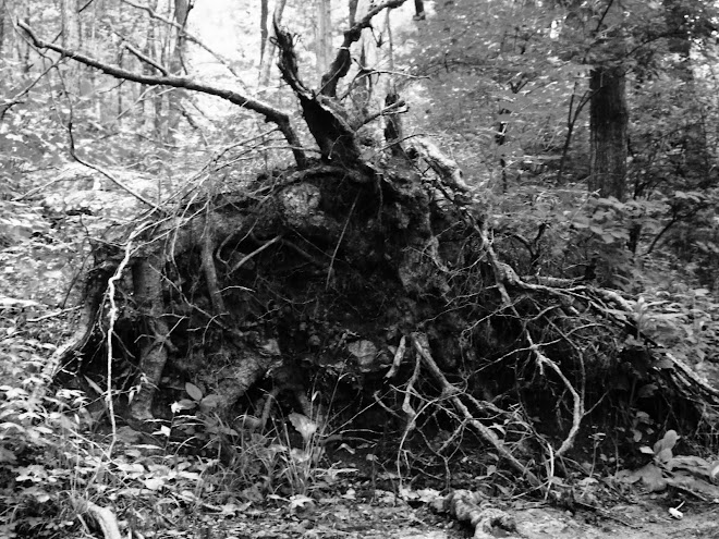 Uprooted Again
