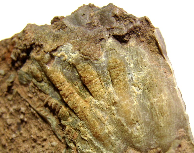 Louisville Fossils and Beyond Canadian Crinoid Calyx