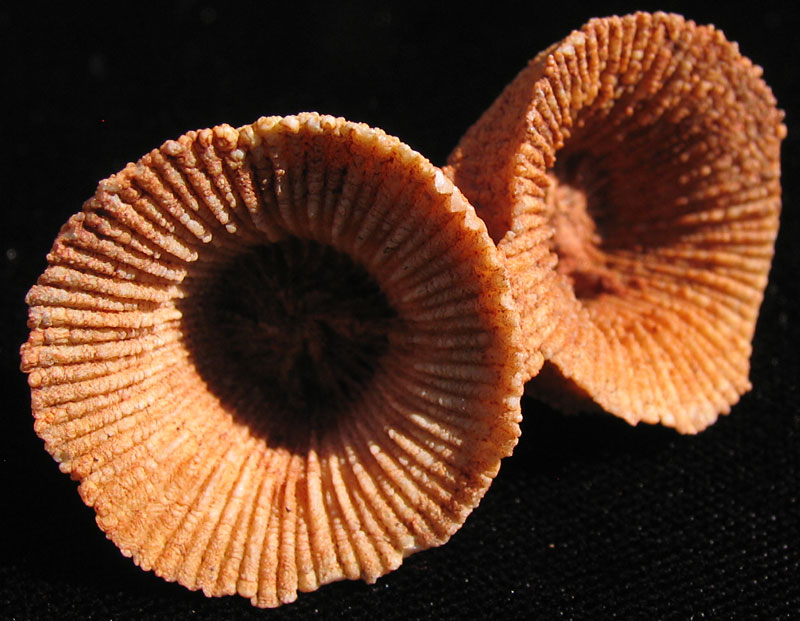 Louisville Fossils and Beyond Schlotheimophyllum or Ptychophyllum Horn