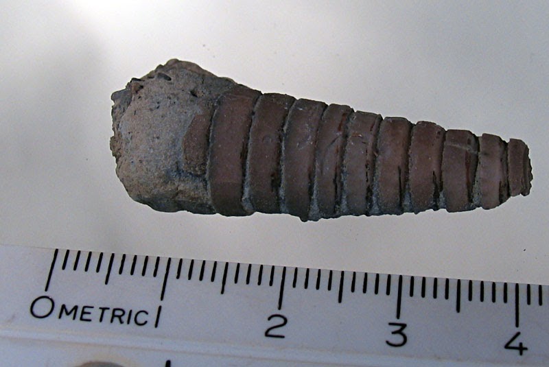 Louisville Fossils and Beyond Ordovician Cephalopods