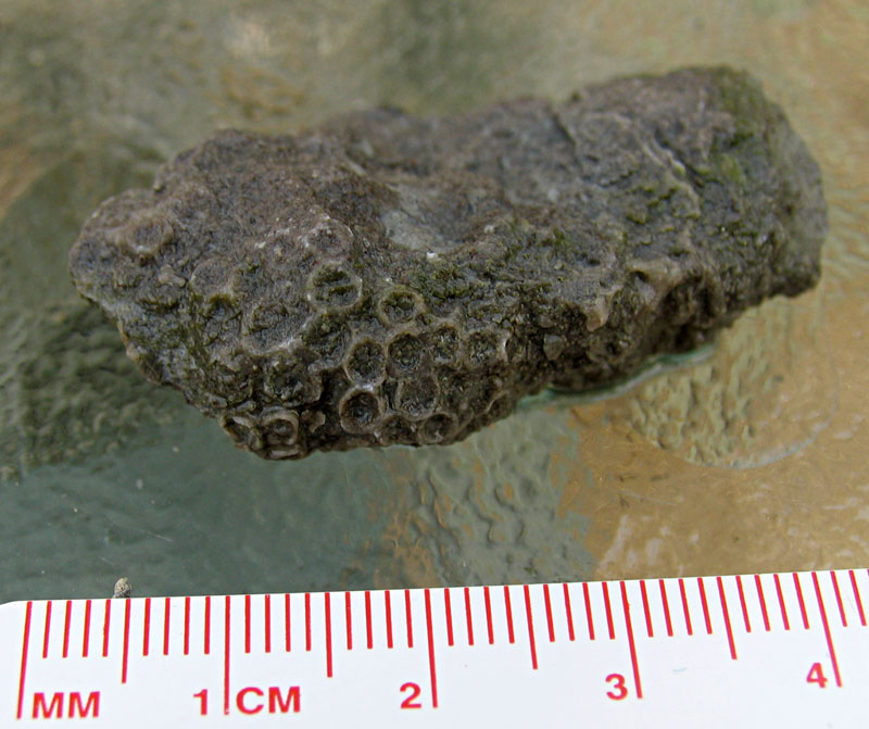 Louisville Fossils and Beyond Unknown Ordovician Coral