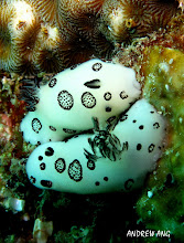 NUDIBRANCH MATING @ REDANG ISLAND