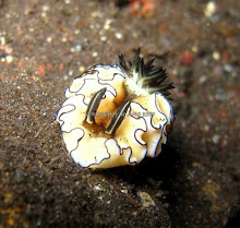 GLOSSODORIS ATROMARGINATA  NUDIBRANCH