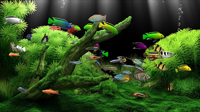 dream aquarium serial number dream aquarium serial number