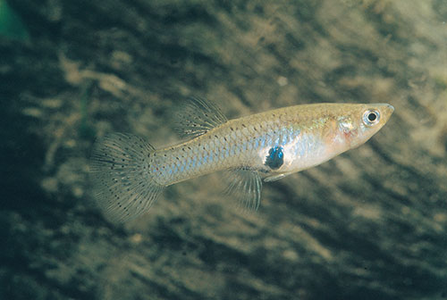 Acuarios Spetyone Gambusia