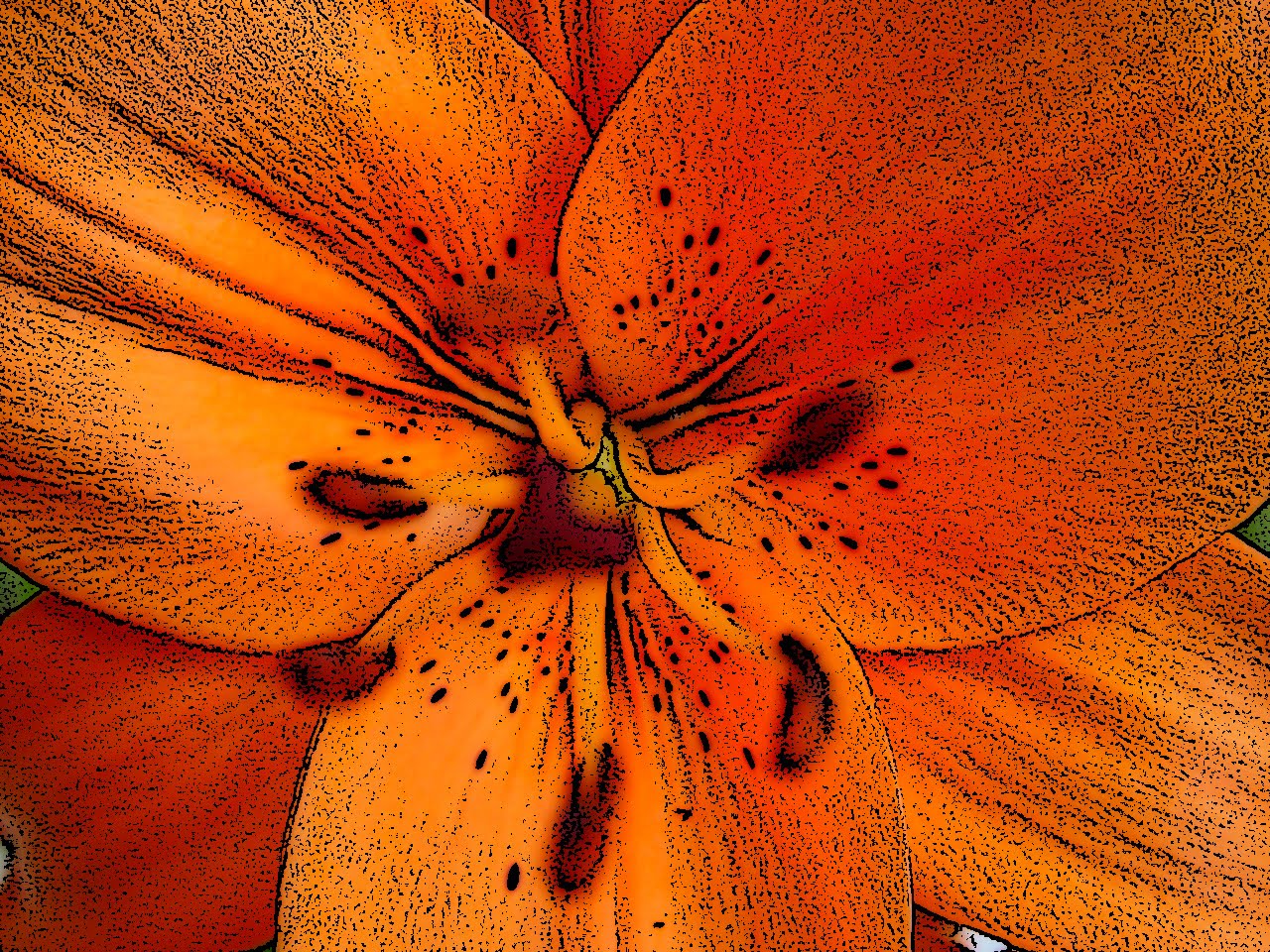 http://3.bp.blogspot.com/_ZJXCGdigNVg/S7jdbRqvE3I/AAAAAAAAAA4/jDq7g30YkhM/s1600/Gladiola+Naranja+(1).jpg