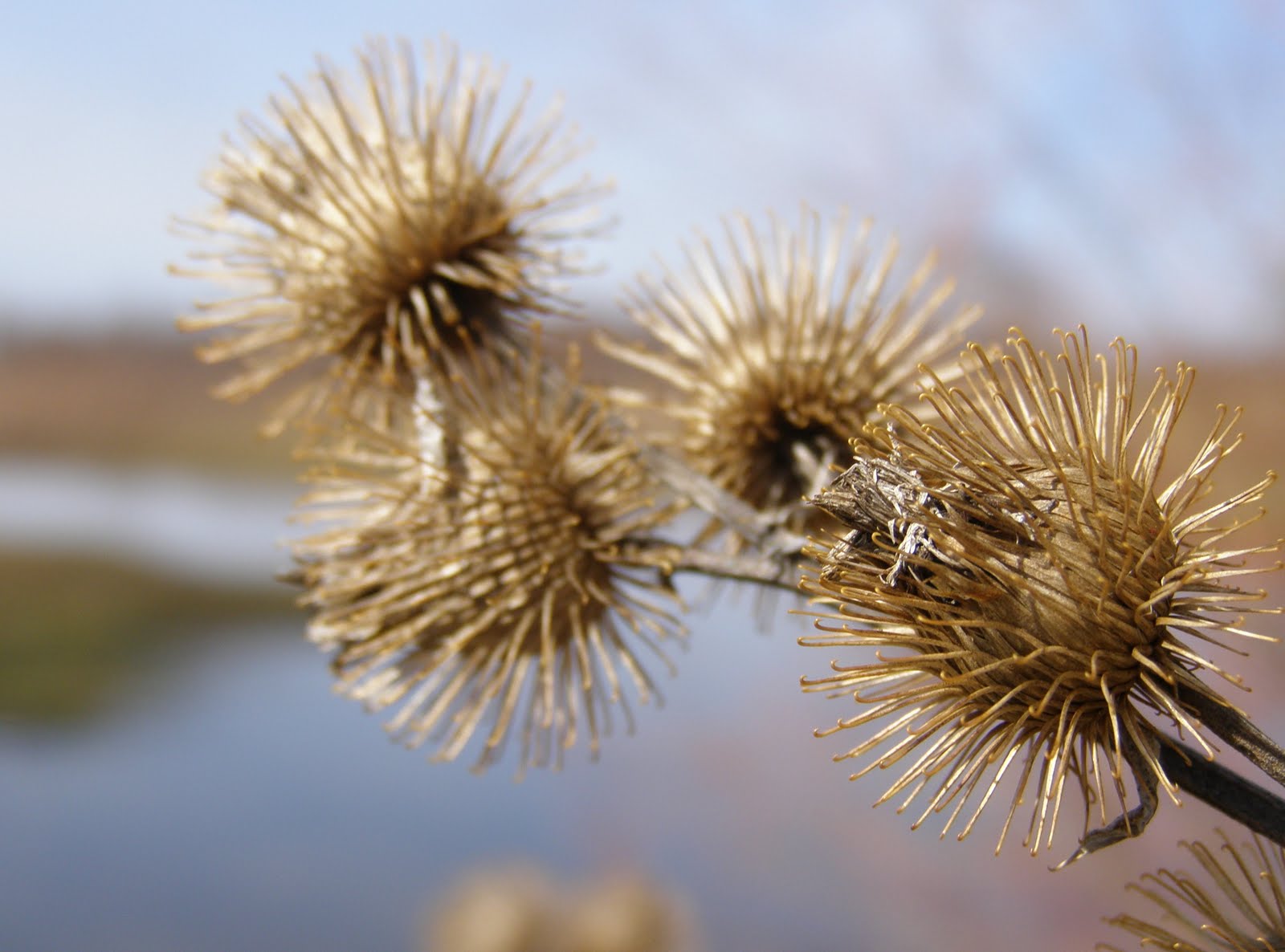 Lookin� Up Wild Velcro Plant