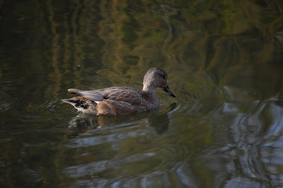 Gadwall at Sun Yat Sen Gardens