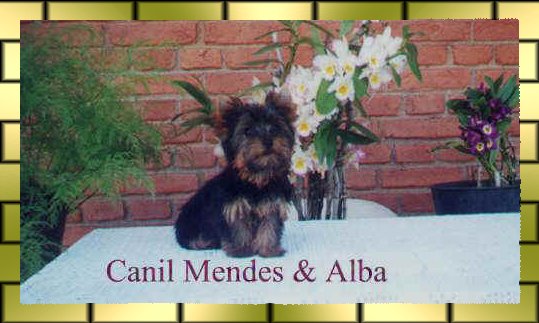 Canil Mendes Alba- Venda e Reserva de filhotes