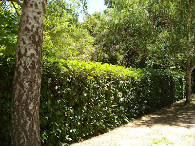 English Laurel Bushes