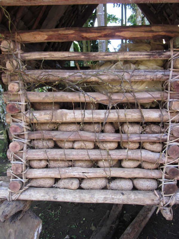 Tom and Anne's Garden Yams Kitava (Trobriand Islands)