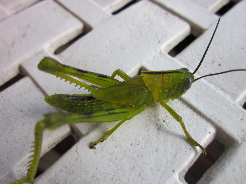 Ak Grasshopper