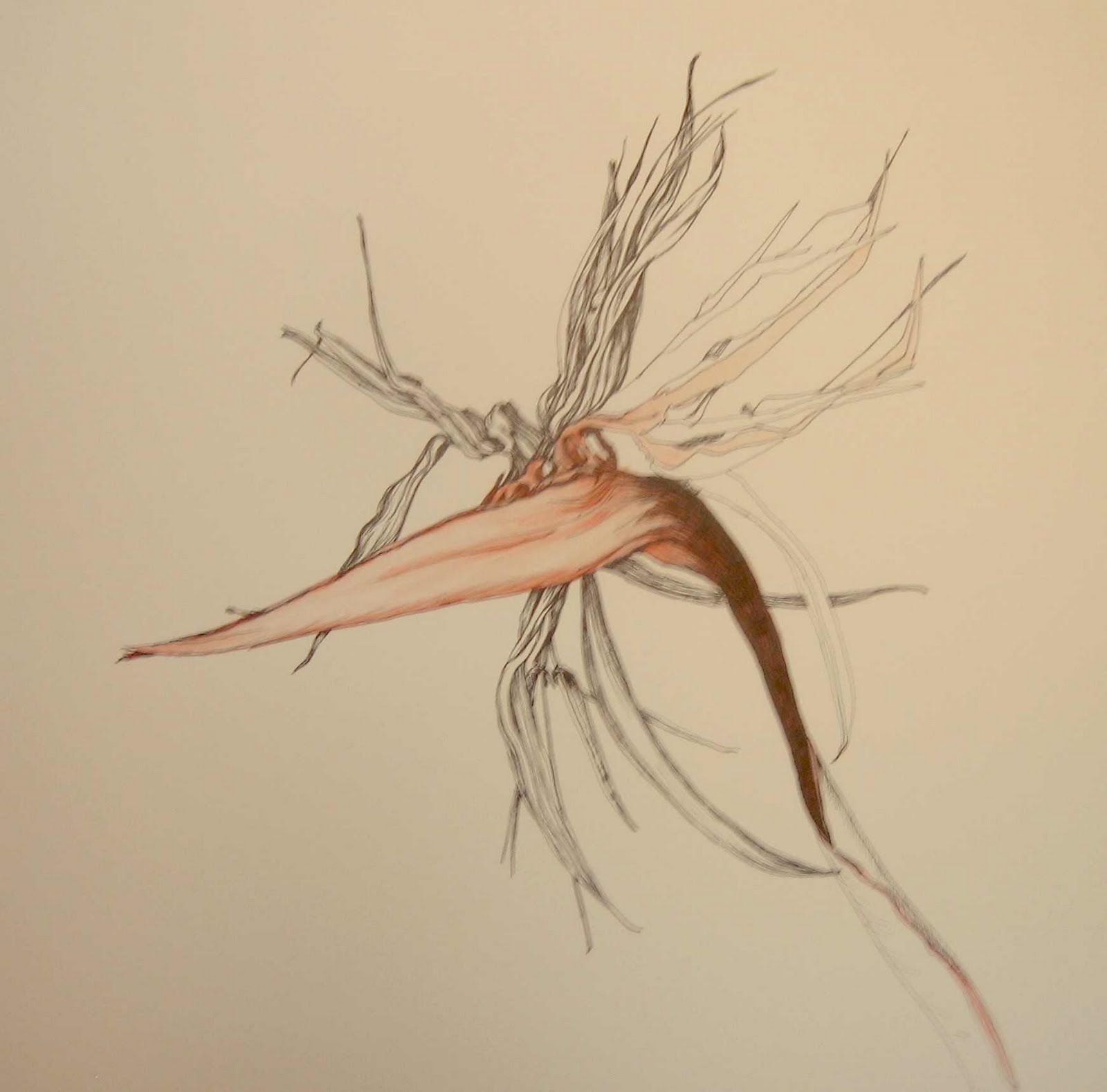 Paradise Drawing