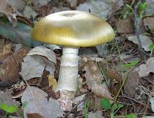 Amanita Phalloides