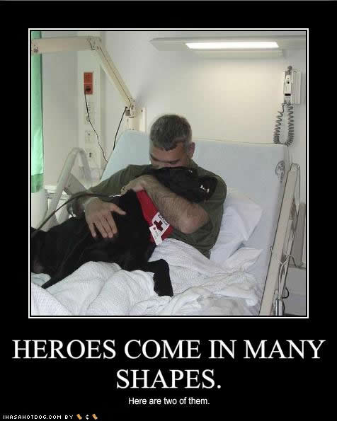 funny-dog-pictures-heroes-shapes2.jpg