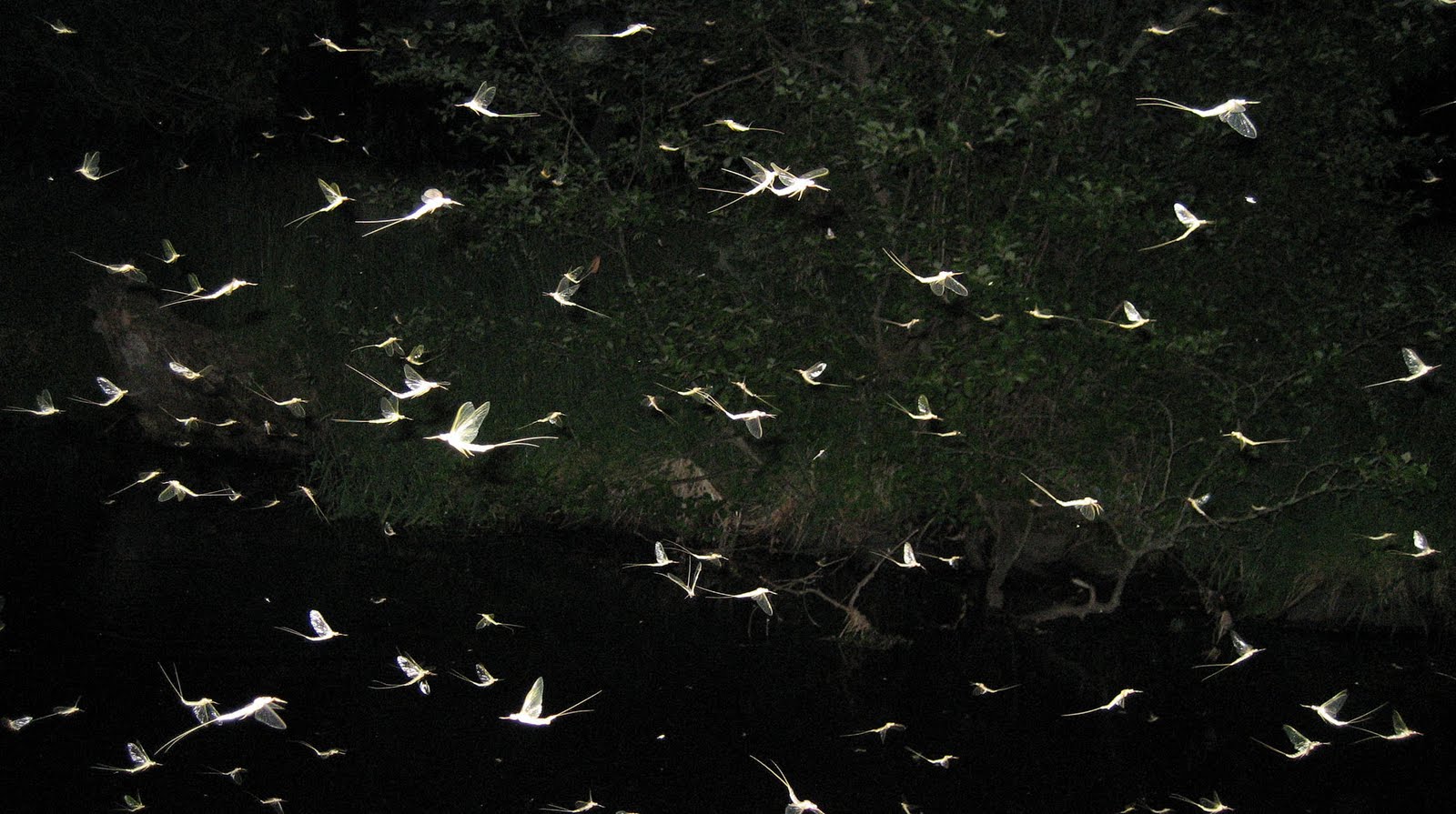 Streams Of Plenty The wonderful Hex hatch!