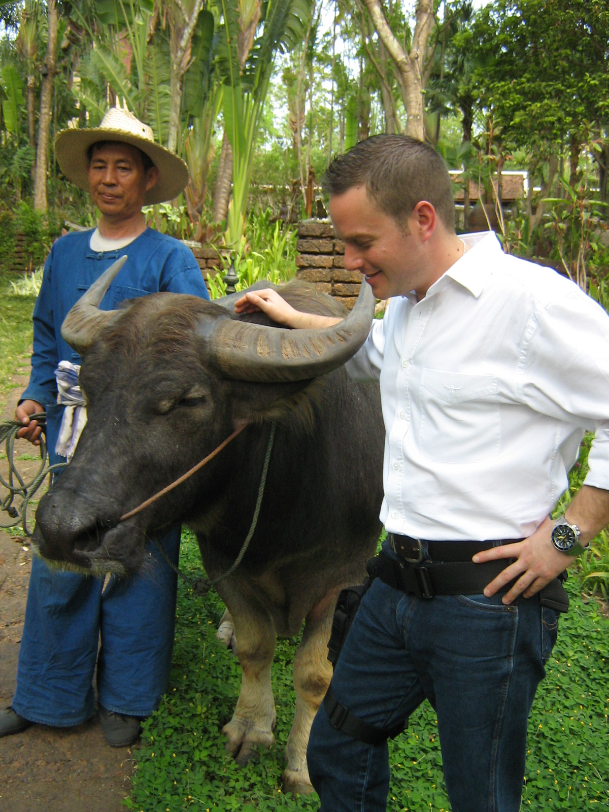 Jungle Buffalo