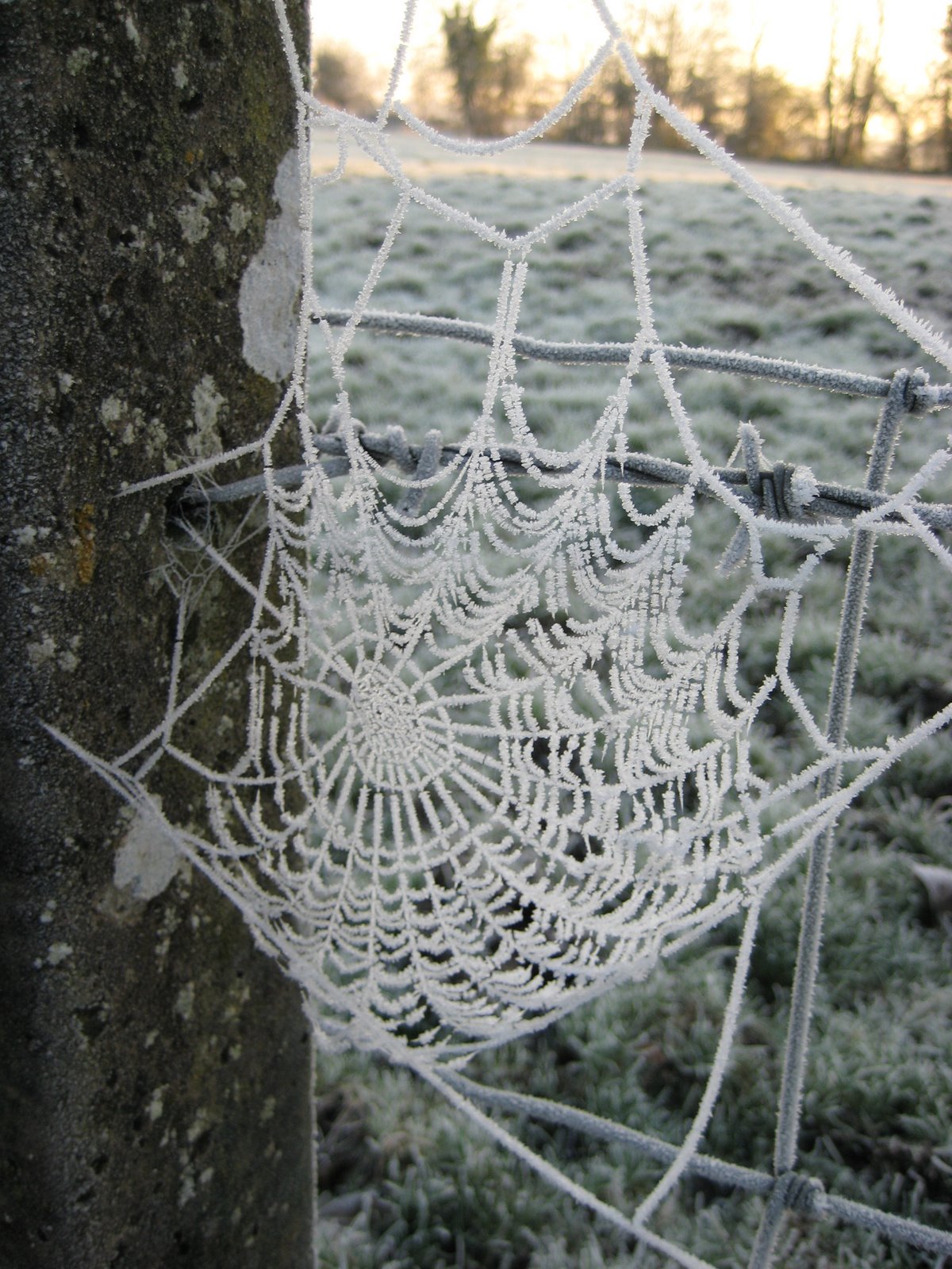 [cobweb.JPG]