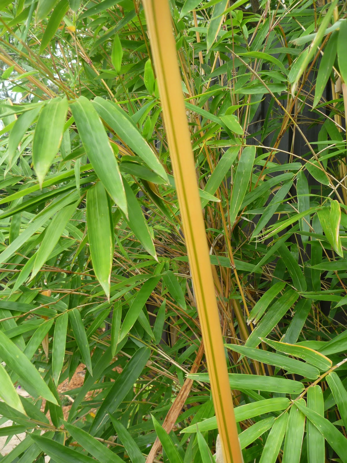 Edible Urban Garden Bamboo convert