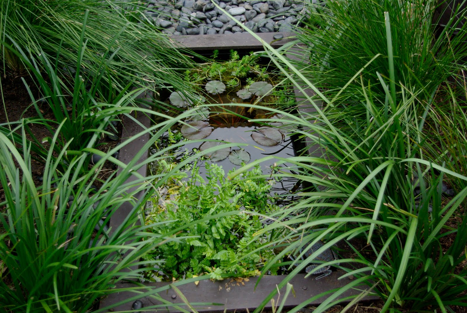 Edible Urban Garden: Frog Pond
