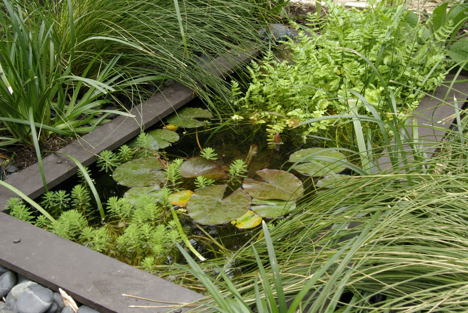 Edible Urban Garden Small Garden Permaculture Part 2 Multiple