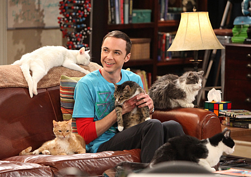 Are cats taking control of the internet? Sheldon+cats