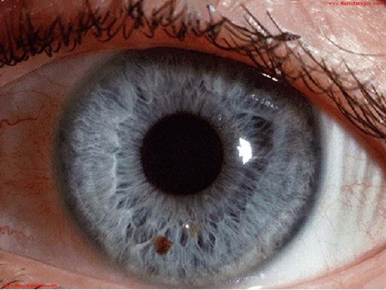 pupila del ojo
