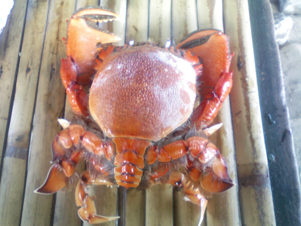 Monster Crab Whole.