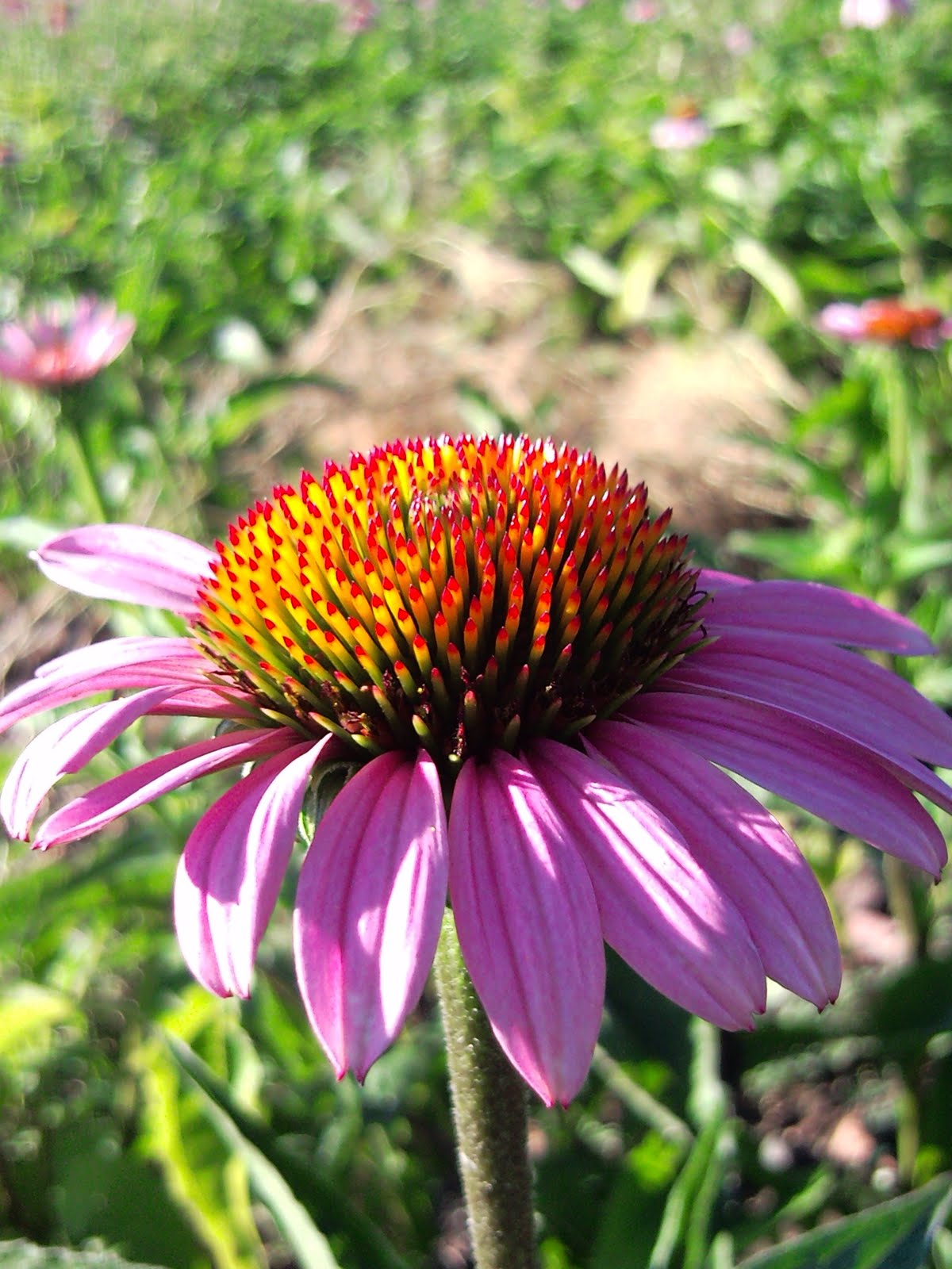 The Crafty Housewife Our Purple Cone Flower Field
