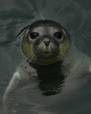 No a la matanza de focas