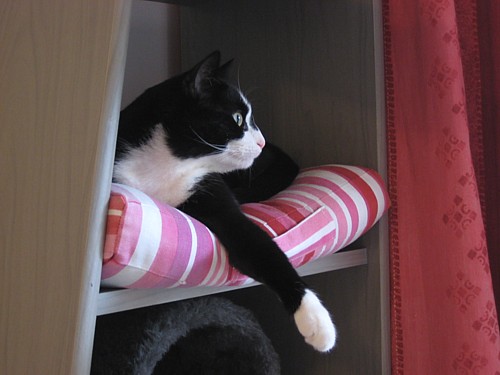 [Anni_hyllyssa_katsoo_ulos.jpg]