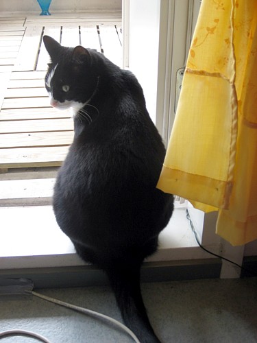 [Anni_eika_oo_paksu_pylly.jpg]