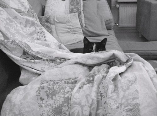 [Mustavalkoinen_Anni_piilossa.jpg]